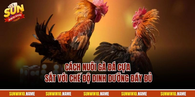 Cách nuôi gà đá cựa sắt với chế độ dinh dưỡng đầy đủ