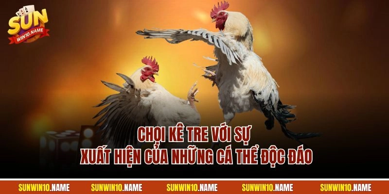 Chọi kê tre với sự xuất hiện của những cá thể độc đáo