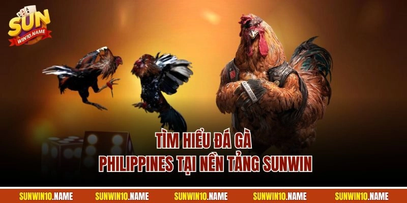 Tìm hiểu đá gà Philippines tại nền tảng Sunwin