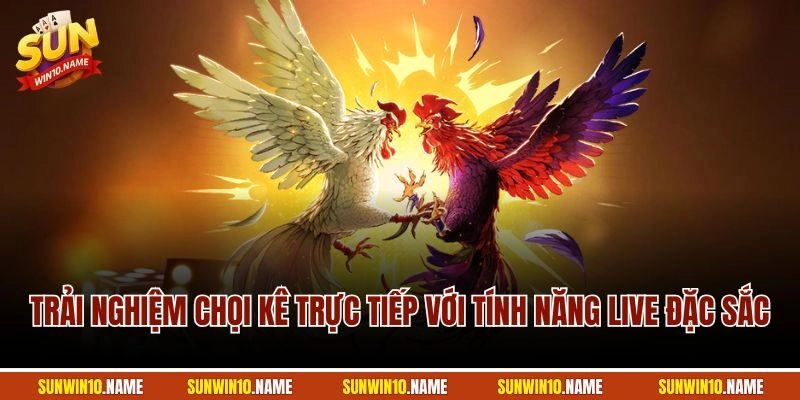 Trải nghiệm chọi kê trực tiếp với tính năng live đặc sắc